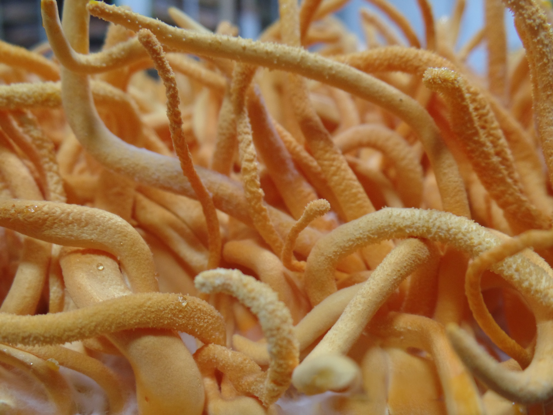Individual Cordyceps militaris fruiting bodies grown at Carolina Cordys farm in North Carolina