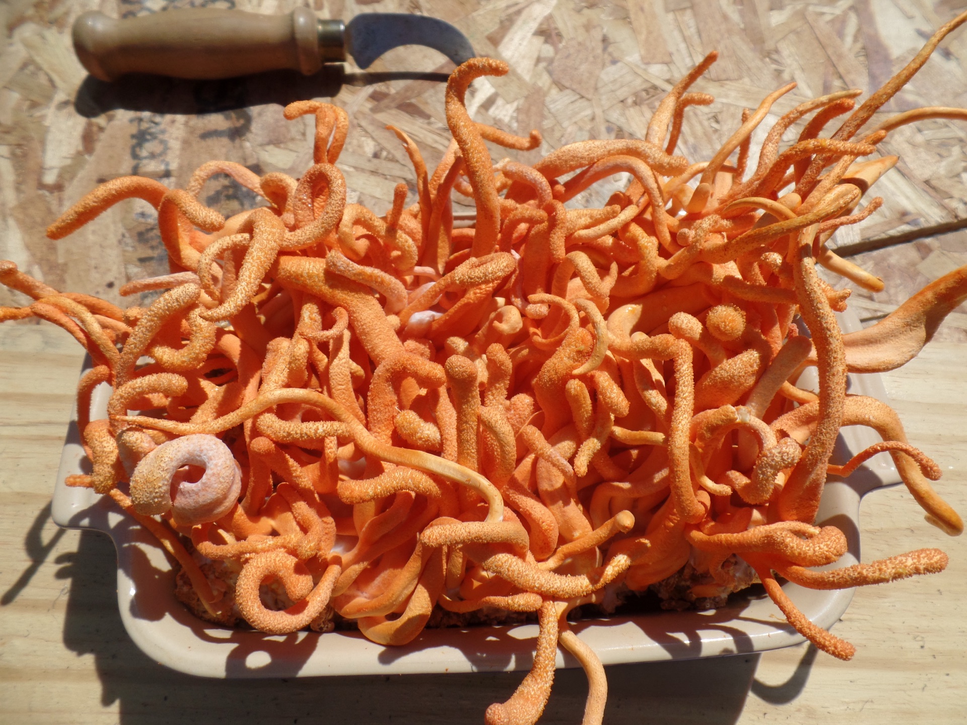 Fresh Cordyceps militaris harvest in tray at Carolina Cordys farm, western North Carolina