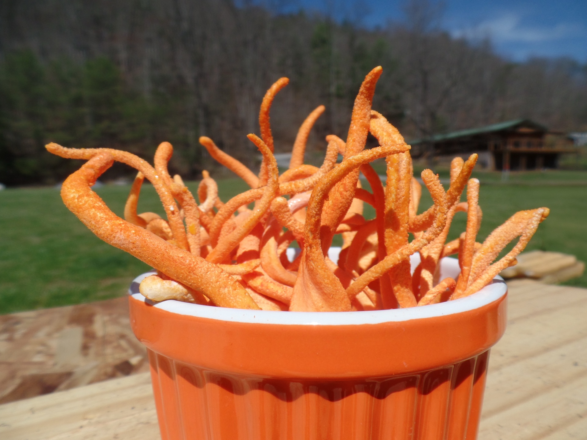 Carolina Cordys dried cordyceps militaris in bowl on North Carolina family farm