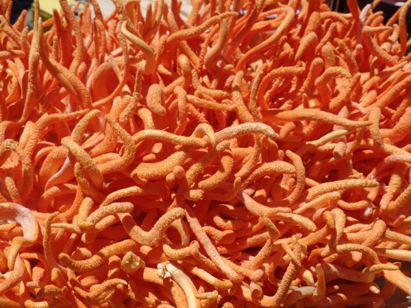 Carolina Cordys dried organic cordyceps militaris 4oz