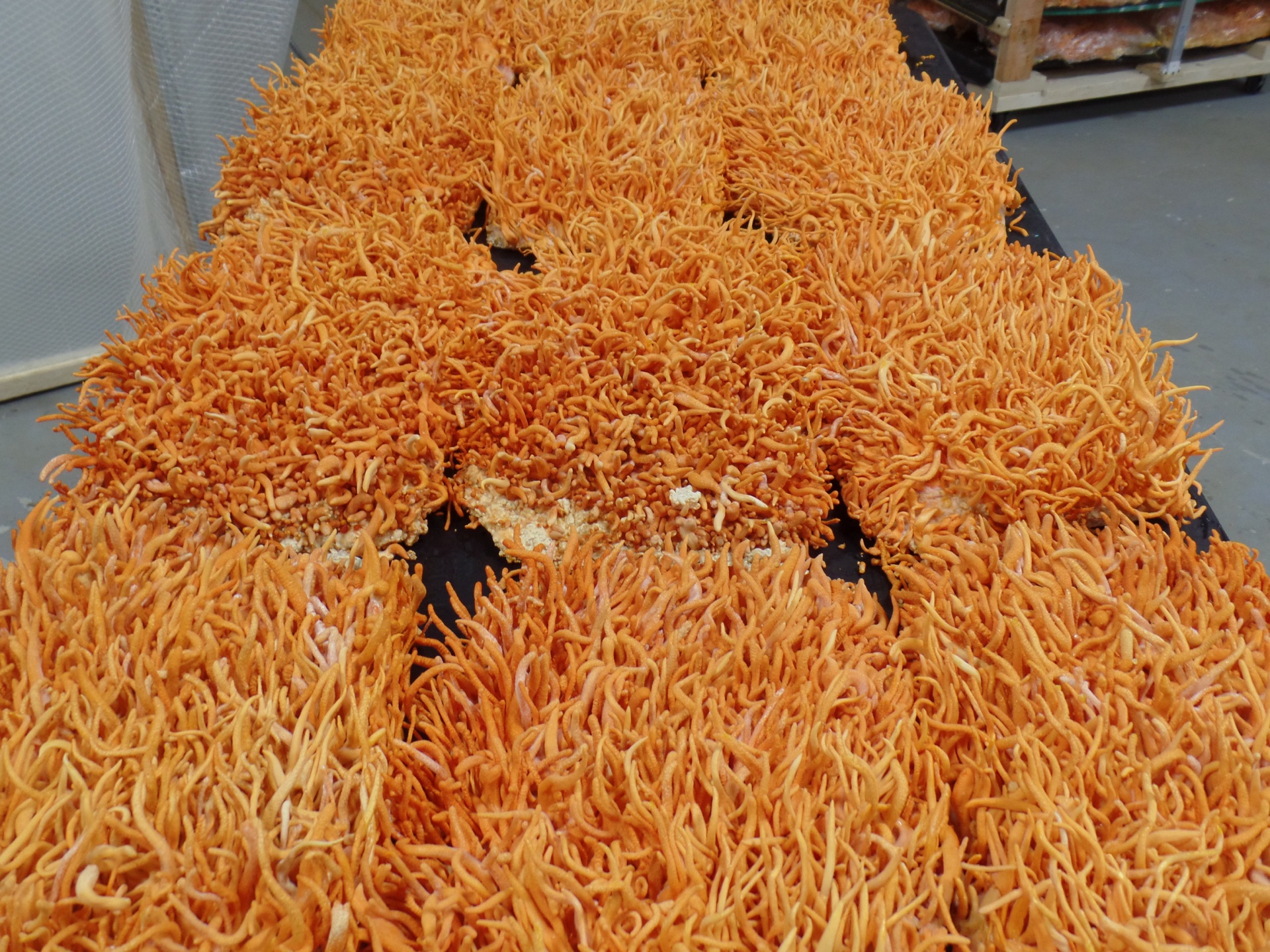 Carolina Cordys organic cordyceps militaris grow room showing full cultivation operation in North Carolina