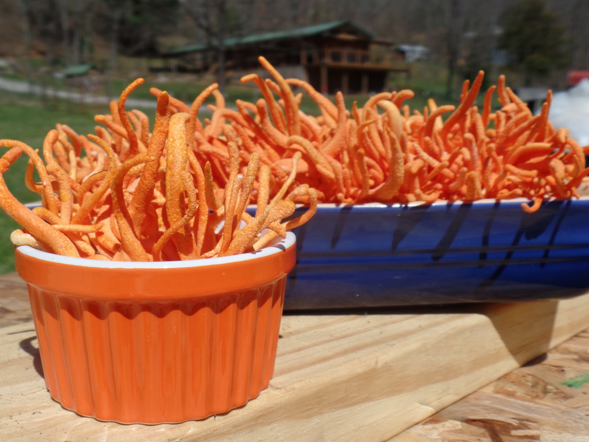 Carolina Cordys cordyceps product bags on the farm in western North Carolina