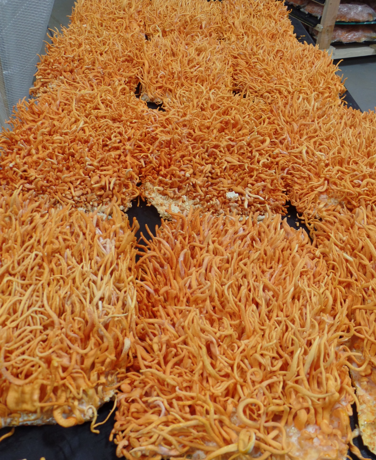 Cordyceps militaris growing in trays at the Carolina Cordys farm