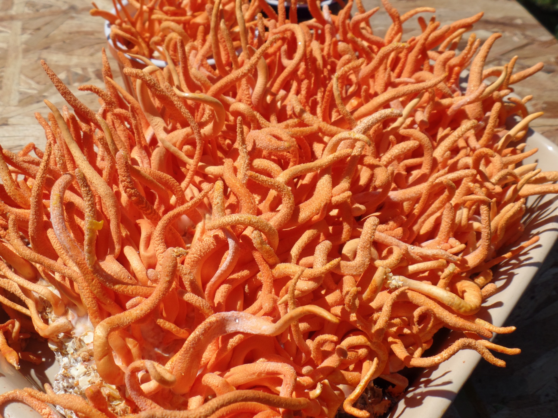 8oz dried cordyceps militaris